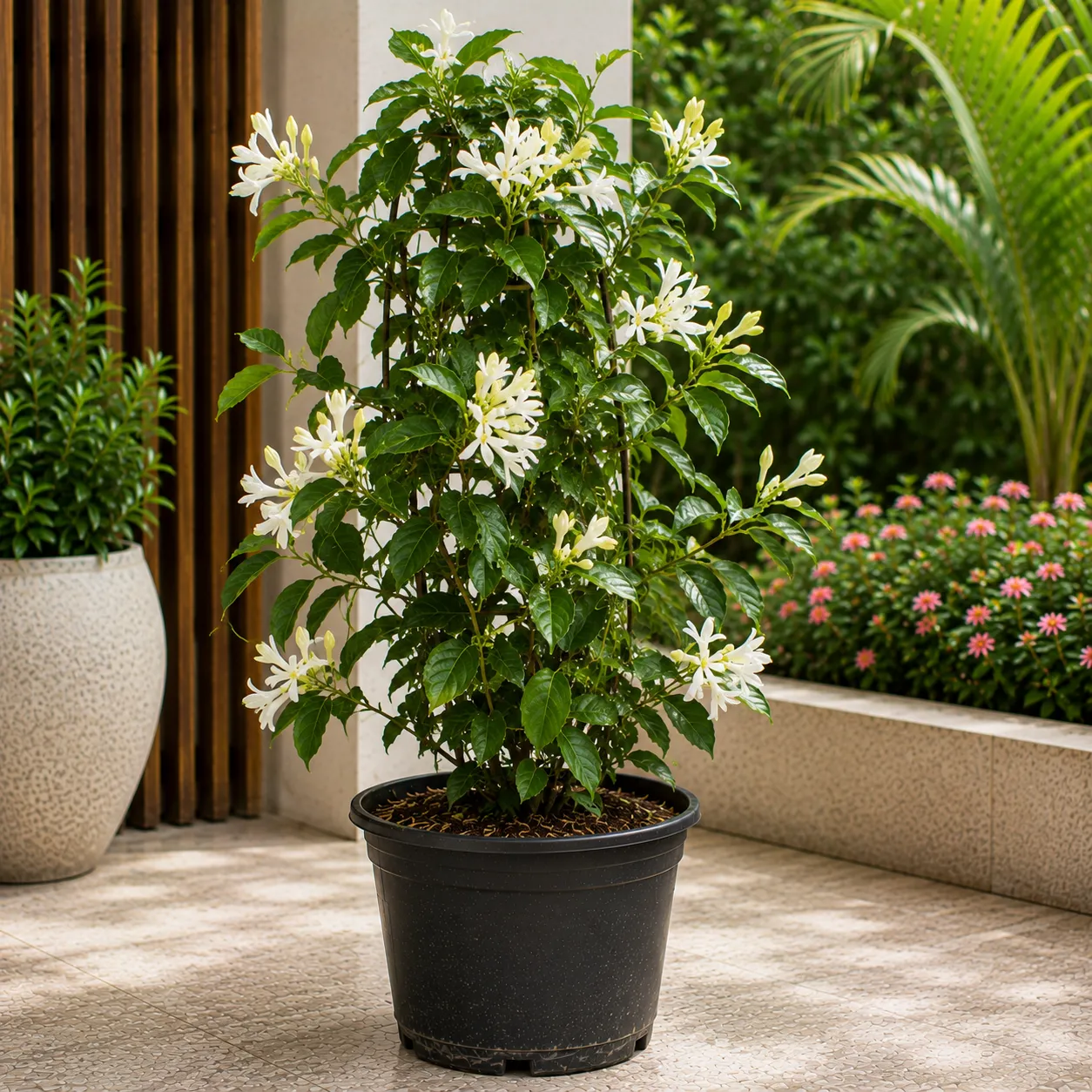 Kodi Sambaki